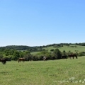 pastviny v okolí Jílového